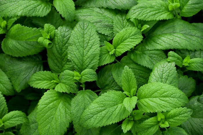 green-leafy-herb