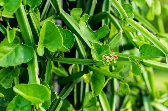 green-thai-dessert